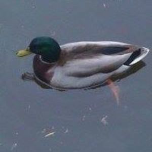 Meet your Posher, Jane